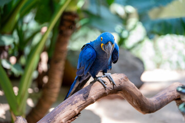 Obraz premium A stunning hyacinth macaw bird with vibrant blue plumage perches gracefully on a wooden branch in a lush tropical environment