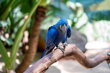 Obraz premium A striking blue hyacinth macaw perched on a wooden branch in a lush tropical jungle environment