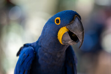 Close-up portrait of a majestic hyacinth macaw bird with vibrant blue feathers and yellow eye ring in a natural environment © Douglas Barbosa