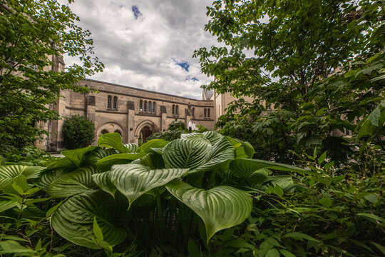 Washington, District of Columbia, United States - 06 May 2025: View of Washington National Cathedral, featuring lush hosta plants, stone architecture, and a cloudy sky.