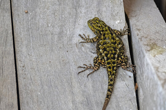 small lizard on a wooden board in Panama
