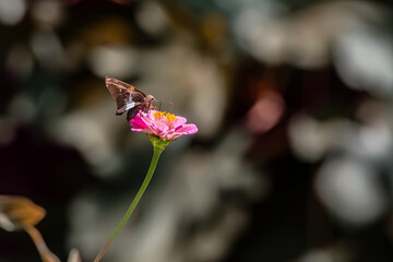 Sampling the Nectar © Stacy