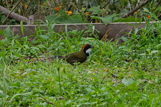 beautiful Chestnut-capped brushfinch in Panama