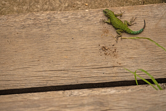 small lizard on a wooden board in Panama