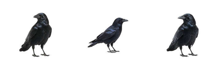Fototapeta premium Black Crows And Ravens Perched Isolated On White Background Set, Wild Intelligent Birds And Wildlife Conservation, Smart Avian Species PNG Elements For Commercial Design And Marketing