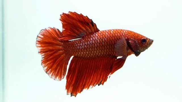 Vibrant red betta fish swimming gracefully in clear water siamese fighting fish close-up aquatic underwater