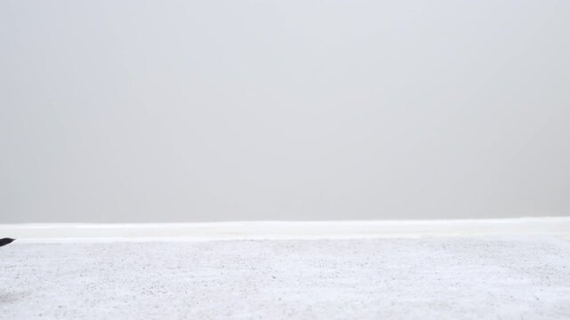A black and tan dachshund dog sits looking up on a white carpet, then leaps away leaving an empty studio setting with copy space.