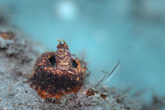 Blenny at Blue Heron Bridge, Florida