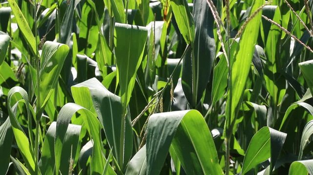 Fresh green maize plants growing in a corn field on a sunny summer day with fertile agricultural farmland