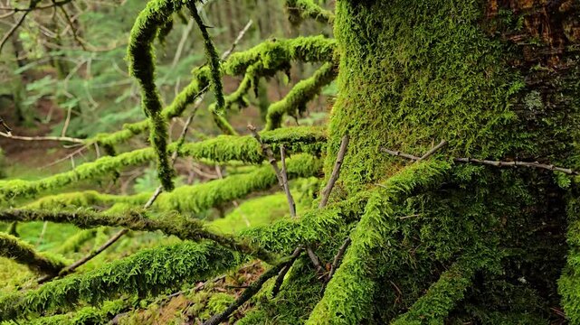 Thick moss covered the trees and branches in an old forest. Norwey, Alver. August