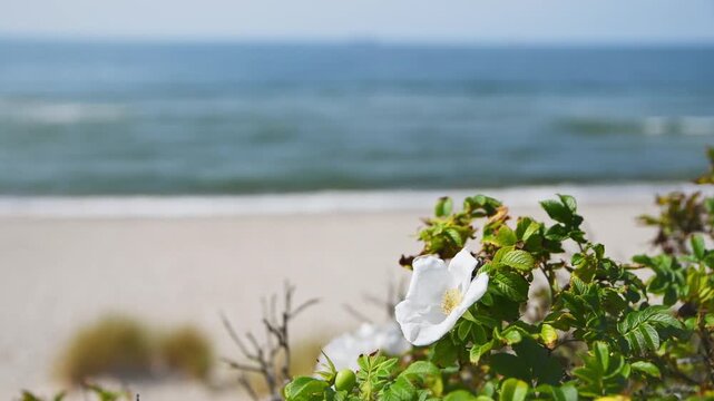 White rosehip flower blooming in bright coastal sunlight with blue sea and sandy beach background