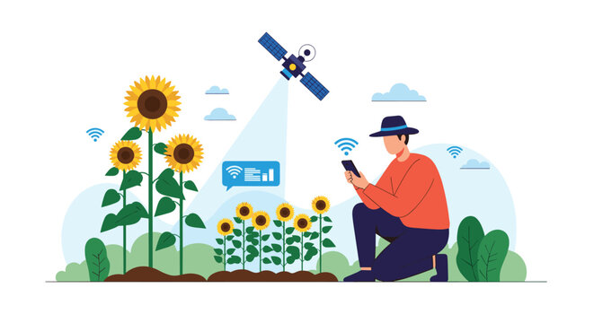 Modern farmer monitoring sunflower field growth with smartphone connected to agricultural satellite technology.