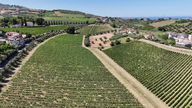 Panoramic aerial drone view of green vineyard rows and agricultural fields on rolling hills with sea in background in Abruzzo region Italy landscape.