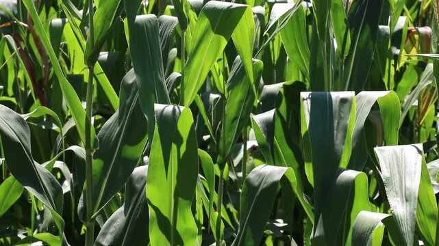 Fresh green maize plants growing in a corn field on a sunny summer day with fertile agricultural farmland