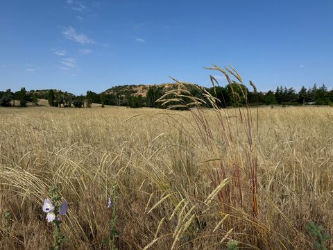 Secale cereale, commonly known as rye, showcasing tall stalks of golden grain with heavy, nodding seed heads standing in a vast agricultural field under a clear blue sky.