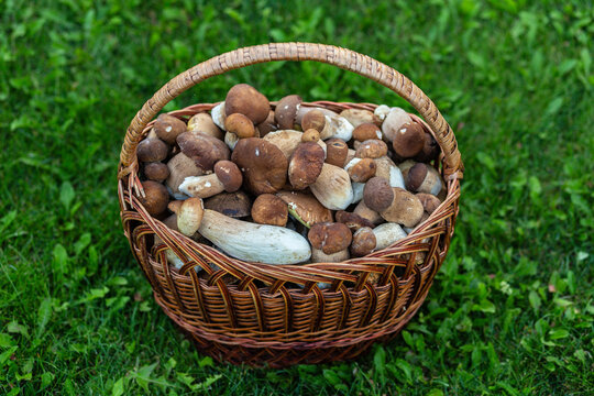 Basket with porcini mushrooms on a beautiful lawn