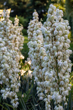 Blooming Yucca filamentosa in the form of a panicle with white flowers in a garden