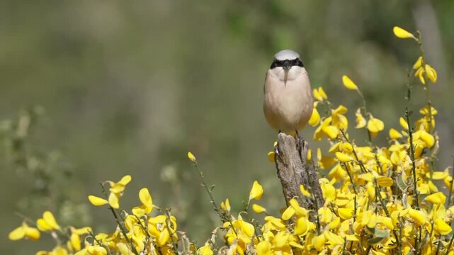 Male red backed shrike perched on a branch. Spain.
