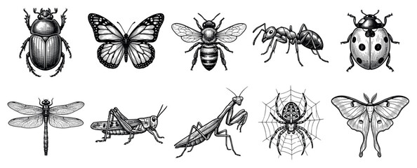 Fototapeta premium Insect icons set. Nature and entomology concept. Includes beetle, butterfly, bee, ant, ladybug, dragonfly, grasshopper, praying mantis, spider, moth. Engraving style