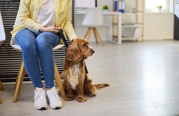 Dog owner waiting in vet clinic. Cocker spaniel sits on leash beside woman before pet care checkup...