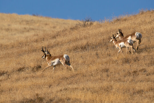 Pronghorn running in Idaho