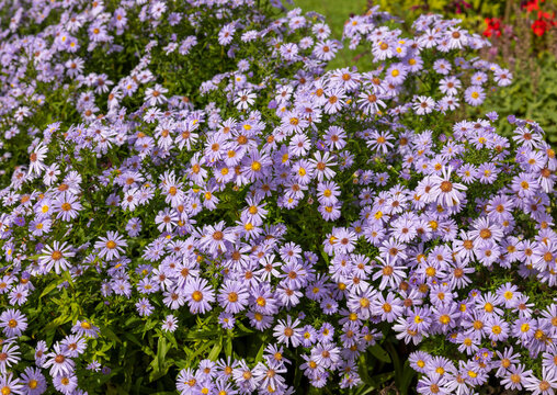 Alpine Aster violet or Aster alpinus. Decorative garden plants with purple flowers, blooming profusely into summer.