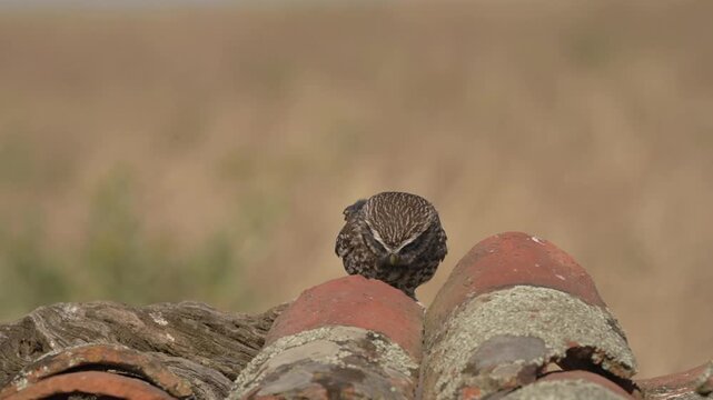 A little owl, Athene noctua, eating a field mouse. Spain.