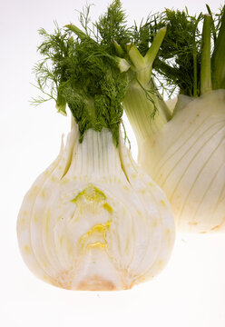Healthy and juicy fennel bulb