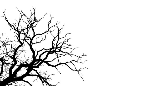 Bare leafless tree branches silhouette on white background with branches silhouette abstract contrast structure