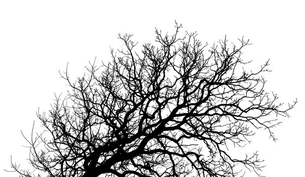 Silhouetted bare winter tree branches against white sky with silhouette abstract environment landscape structure