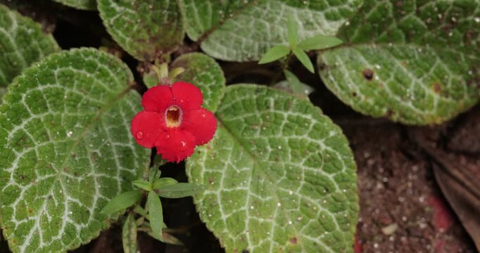 "Close-up View of Red Episcia Flower Blooming with Green Leaves"