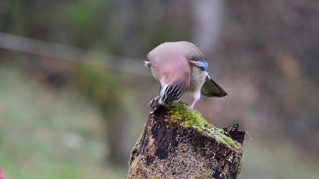 Eurasian jay.