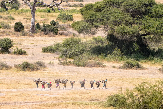 Kajiado County, Kenya - 25 June 2026: View of Maasai people walking in a line across the dry savanna of Amboseli National Park, carrying bundles of firewood on their backs.