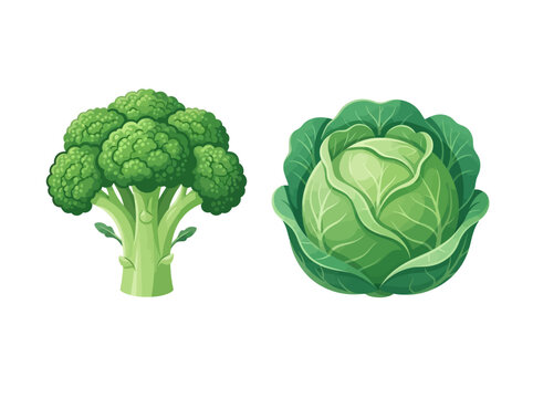 Fresh broccoli and green cabbage on white background.