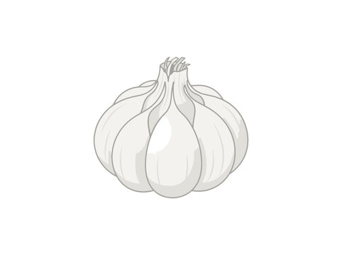 Single white garlic bulb illustration