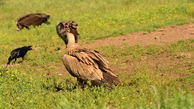 Griffon vulture in the meadow of Extremadura in Spain
