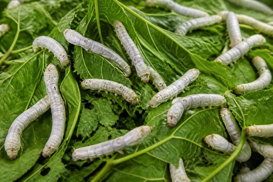 Silkworm larvae crawling and feeding on mulberry leaves