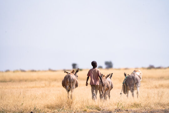 Kajiado County, Kenya - 26 June 2026: View of a young boy walking through the dry, golden grasslands of Amboseli National Park with three donkeys carrying supplies.
