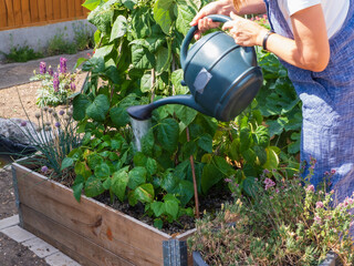 A lady watering green beans in a garden vegetable patch, raised bed on a sunny day © John