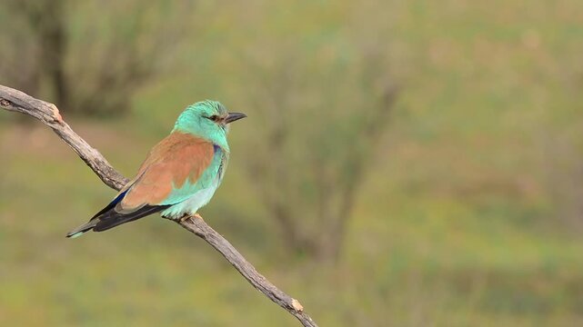 European roller perched on a branch. Spain.