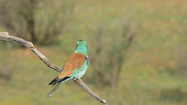 European roller perched on a branch. Spain.