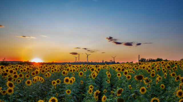 sunflower field at sunset