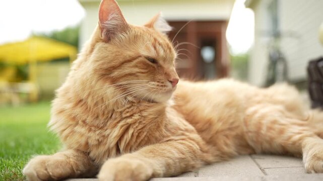 Adult ginger cat lying on concrete path and cleaning itself in garden. ginger tabby cat lies comfortably on a concrete pathway in the backyard of a countryside dacha, licking its paw and cleaning