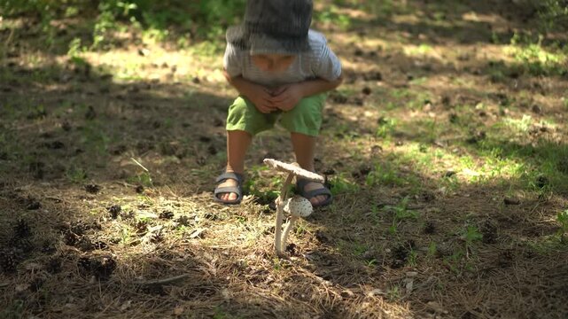Little Boy Finds Parasol Mushrooms, Crouches Down, Carefully Examines and Touches Them in the Forest