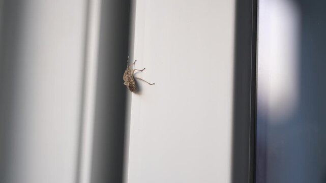 Brown Stink Bug Crawling on White Window Frame Close Up Macro