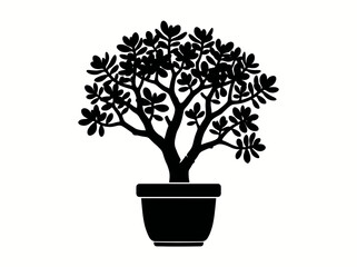 Silhouette of a jade plant in a pot © Hamid
