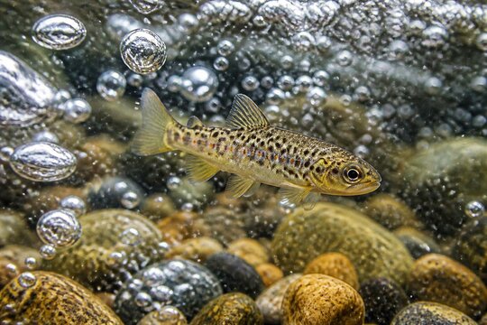 Brown trout swimming over pebbled stream bed with bubbles