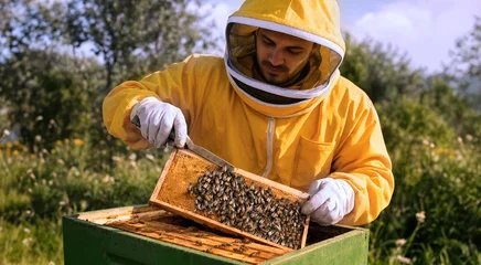 An outdoor shot of a beekeeper fully suited in yellow with a mesh veil, working carefully with bees and frames in a green hive box. © ginettigino