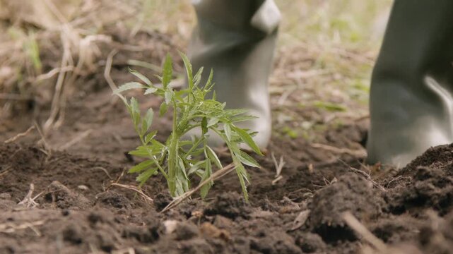 Close-up view of the hands of ecologist activist planting small trees in the forest