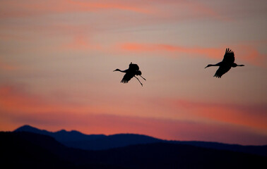 Naklejka premium silhouette of sandhill cranes